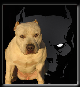 stormframedog.jpg